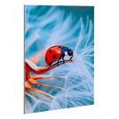 fineartprint-foto-abzug-hinter-acrylglas-guenstig-drucken - Warengruppen Icon