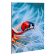 fineartprint-foto-abzug-hinter-acrylglas-guenstig-drucken - Warengruppen Icon