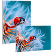 fineartprint-foto-abzug-hinter-acrylglas-freie-formate-guenstig-drucken - Warengruppen Icon